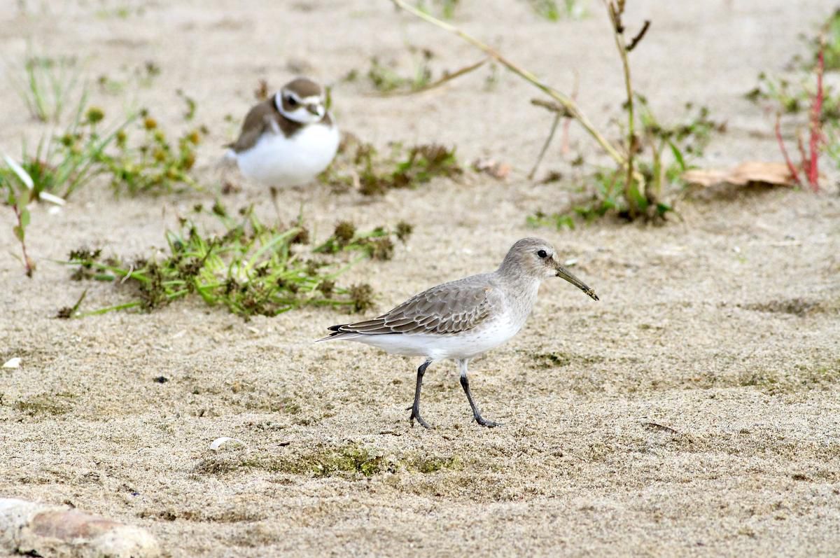 Hundreds of species and a precious bit of wildness get a reprieve