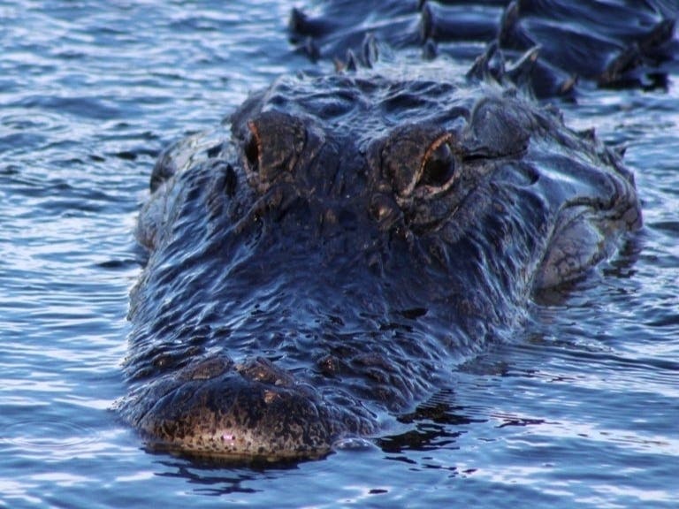 Video Of Lunging Gator Taken At Lake Where Man’s Body Found
