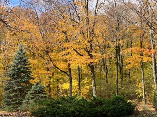 Reed City disc golf course at Rambadt Park in final stages