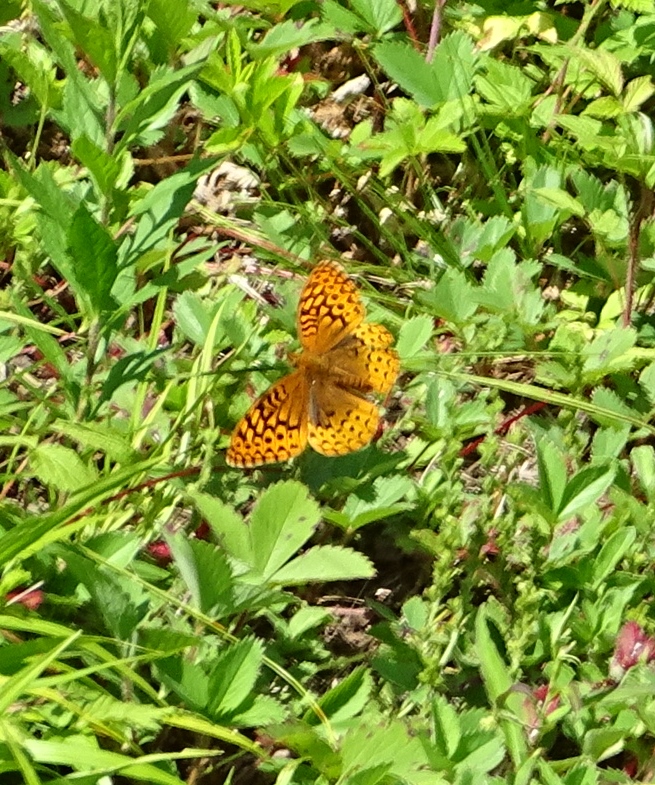 Inside New Gloucester: July 15