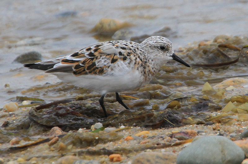 The Vineyard Gazette – Martha’s Vineyard News