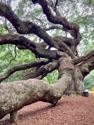 Emeline Hotel and The Angel Oak