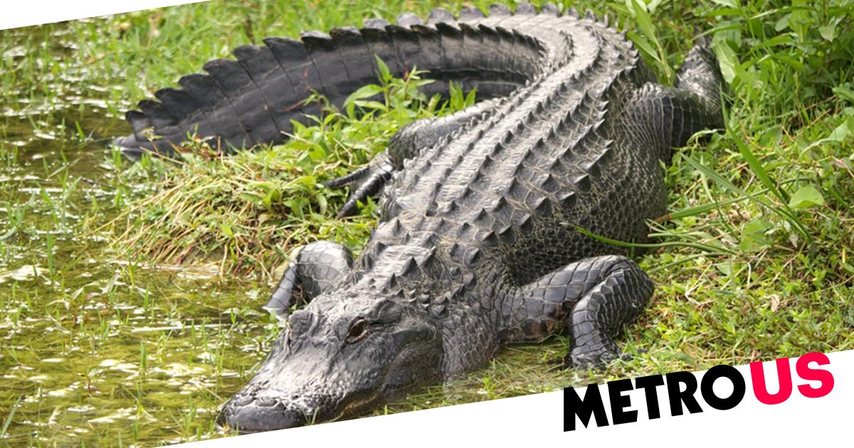 Elderly woman killed after alligator ‘held her hostage and attacked’