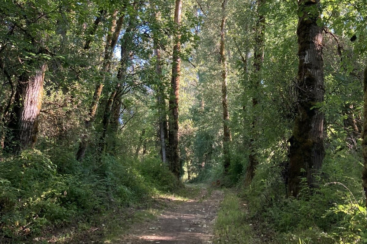 Shady Hikes and Picnic Spots for Hot Days in and around Portland