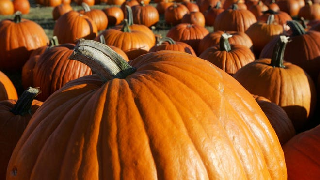 Cincinnati pumpkin patches, fall festivals to visit
