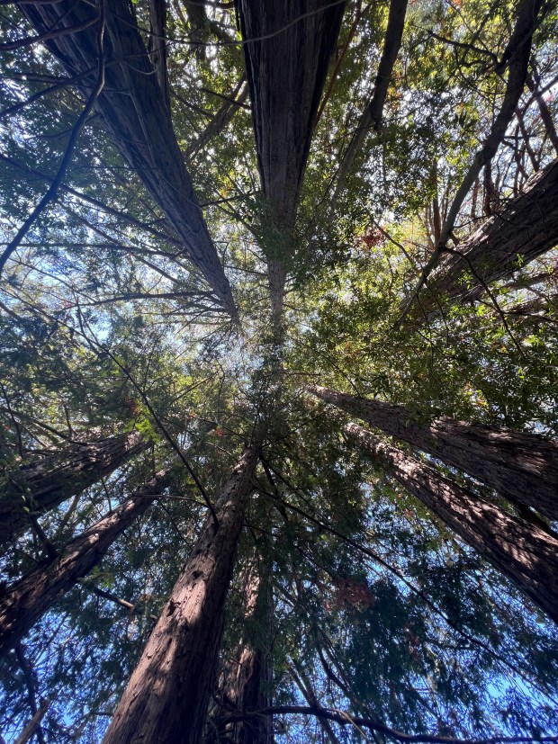Novato’s Terwilliger Nature Trail shows new vistas at every turn – Marin Independent Journal