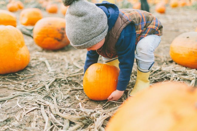 Check out these Bucks County, PA farms for fall fun, pumpkin picking