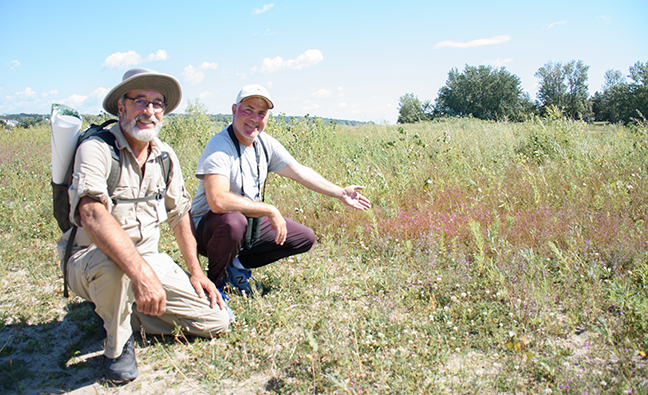 Rare natural habitat on west end of Woodbine Beach needs protection, say environmentalists – Beach Metro Community News
