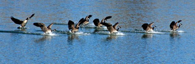 Viele Lake – Boulder Daily Camera