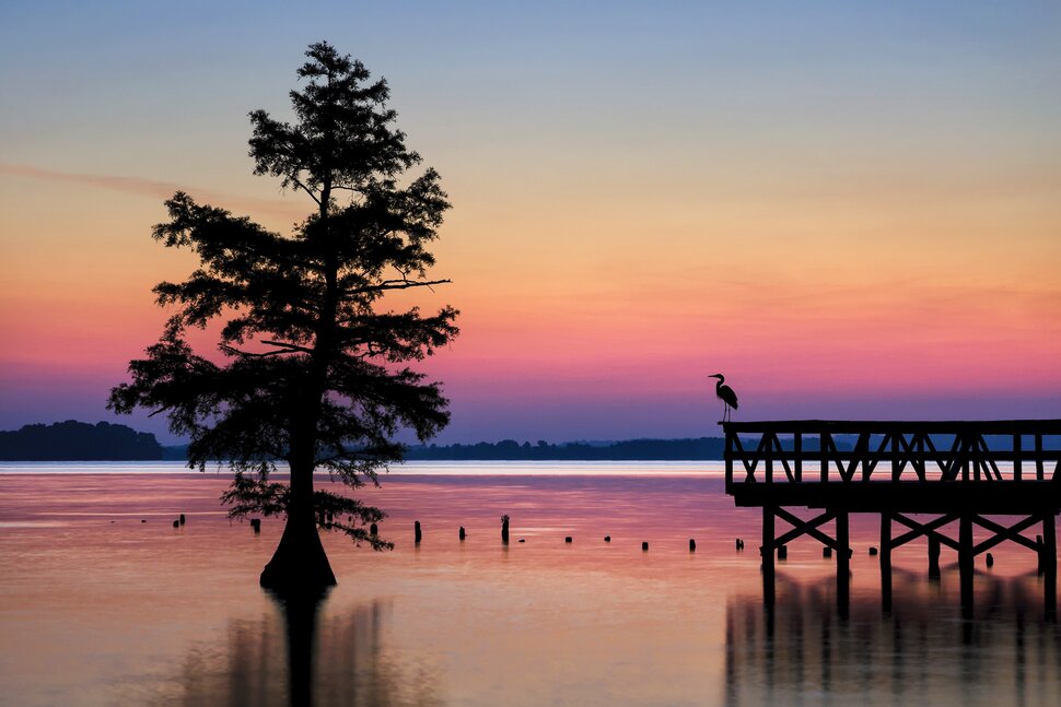 1 intro reelfoot lake stock