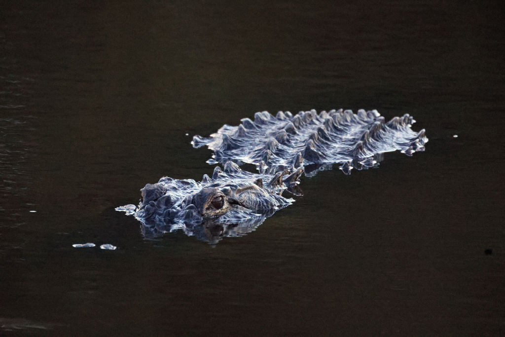 florida alligator
