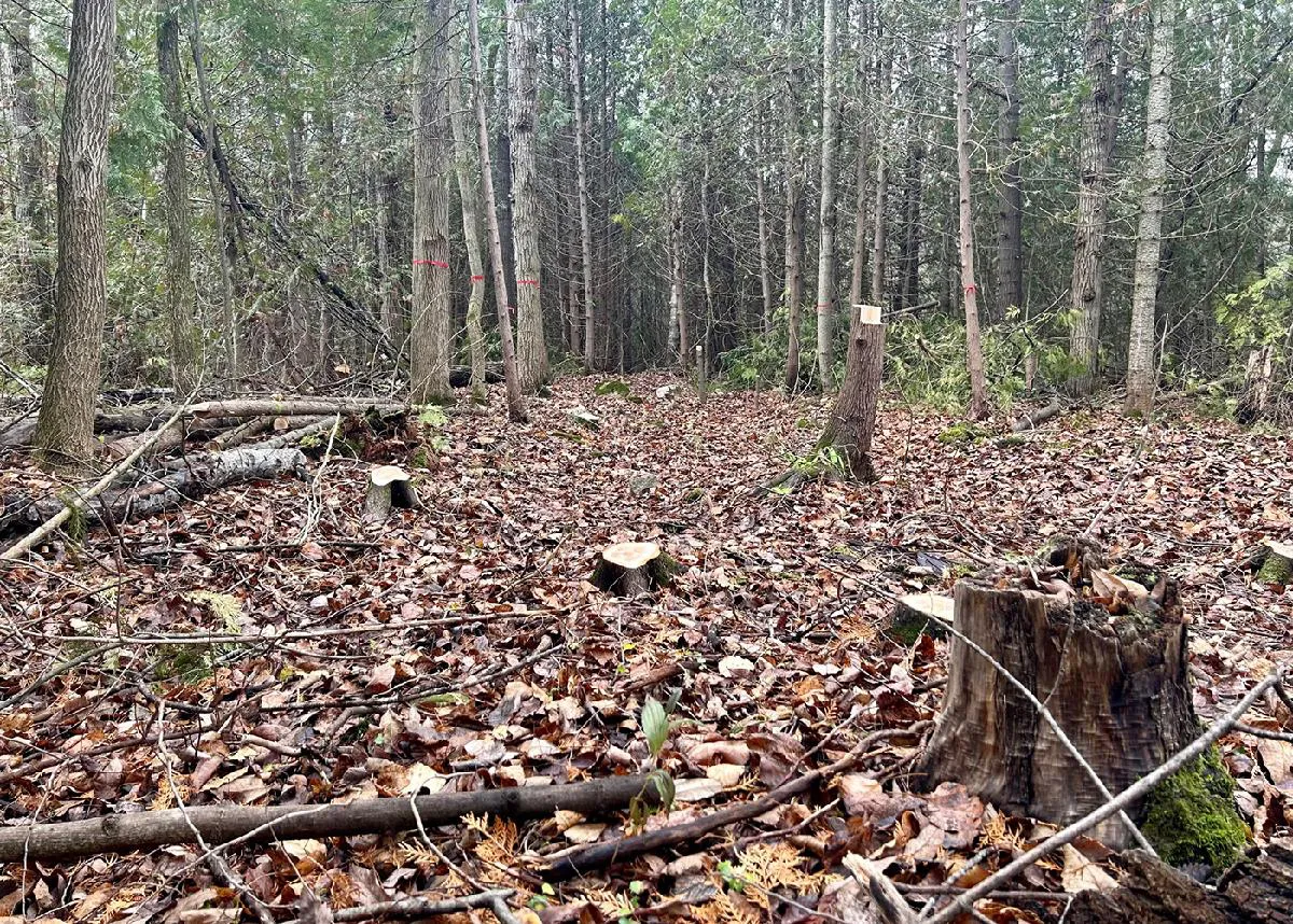 10796832 Disc golf petition